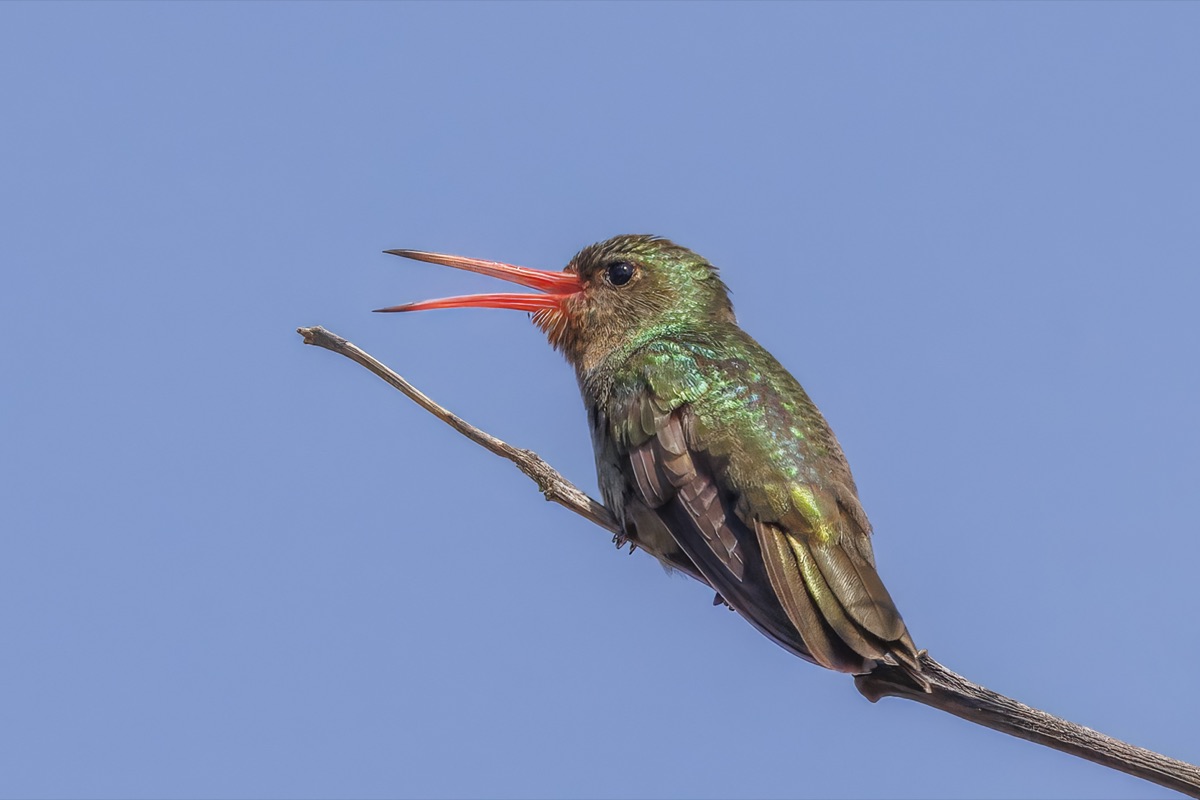 Picaflor bronceado (Hylocharis chrysura)