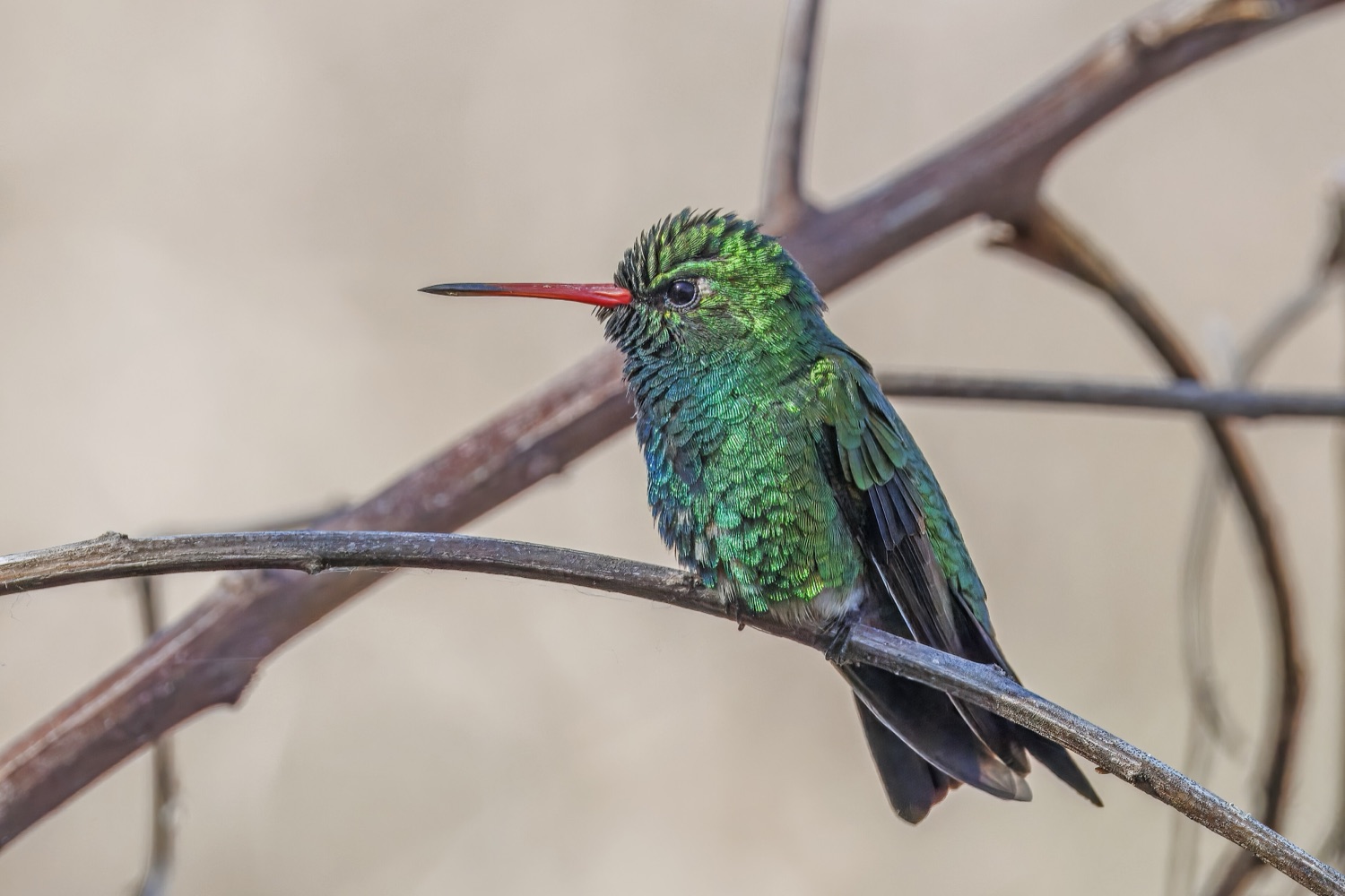 Picaflor común (Chlorostilbon lucidus)