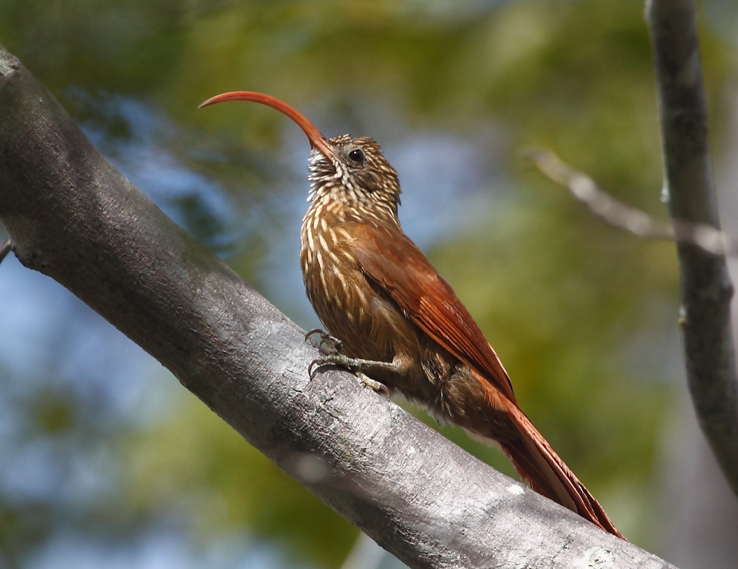 Picapalo colorado (Campylorhamphus trochilirostris)