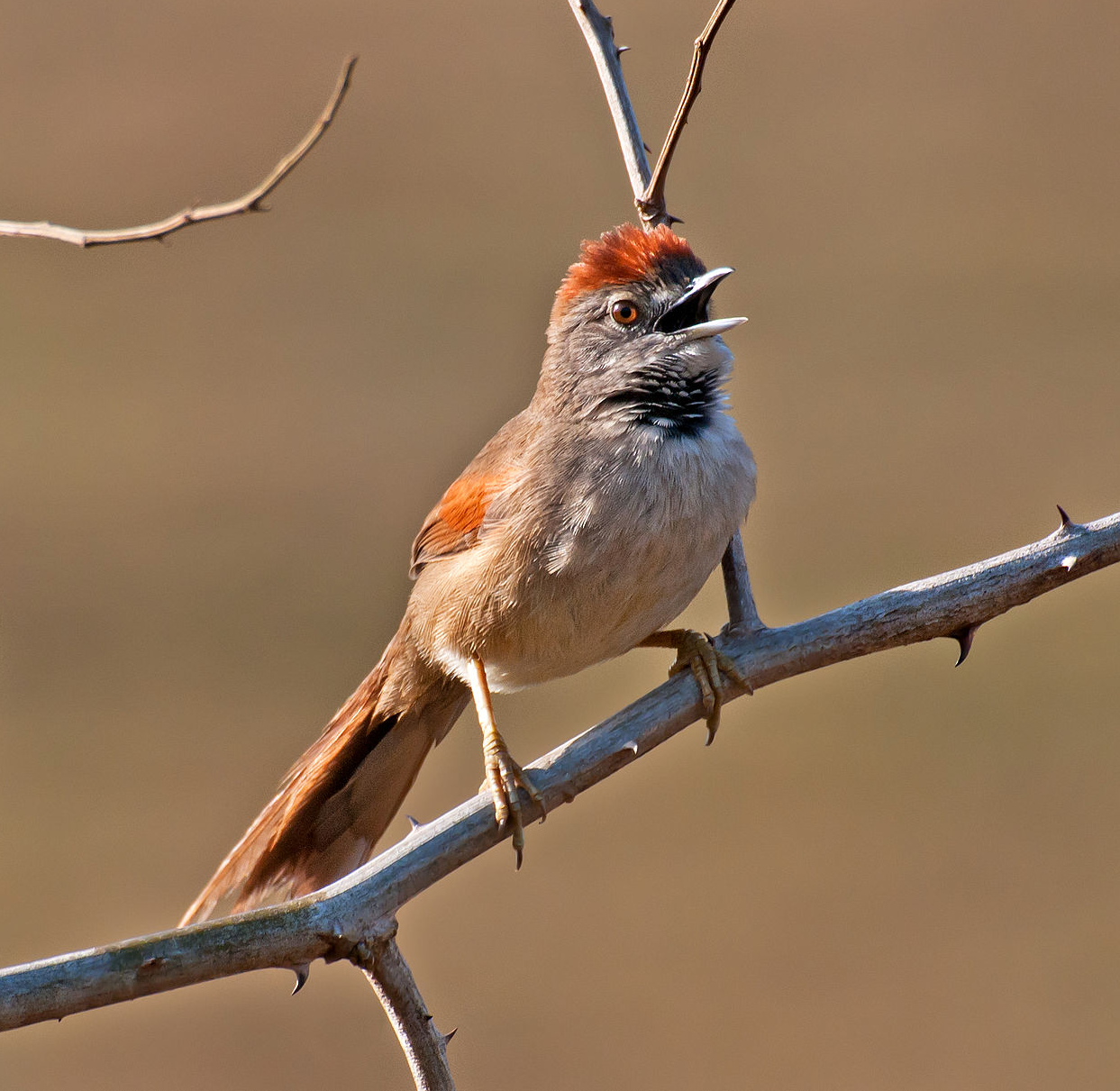 Pijuí cola parda (Synallaxis albescens)