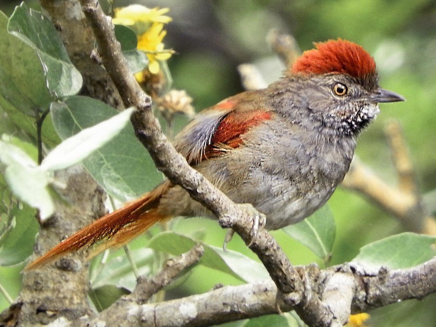 Pijuí frente gris (Synallaxis frontalis)