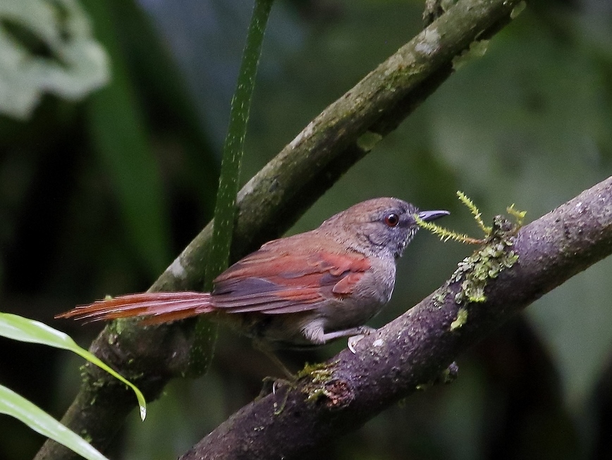 Pijuí plomizo (Synallaxis spixi)