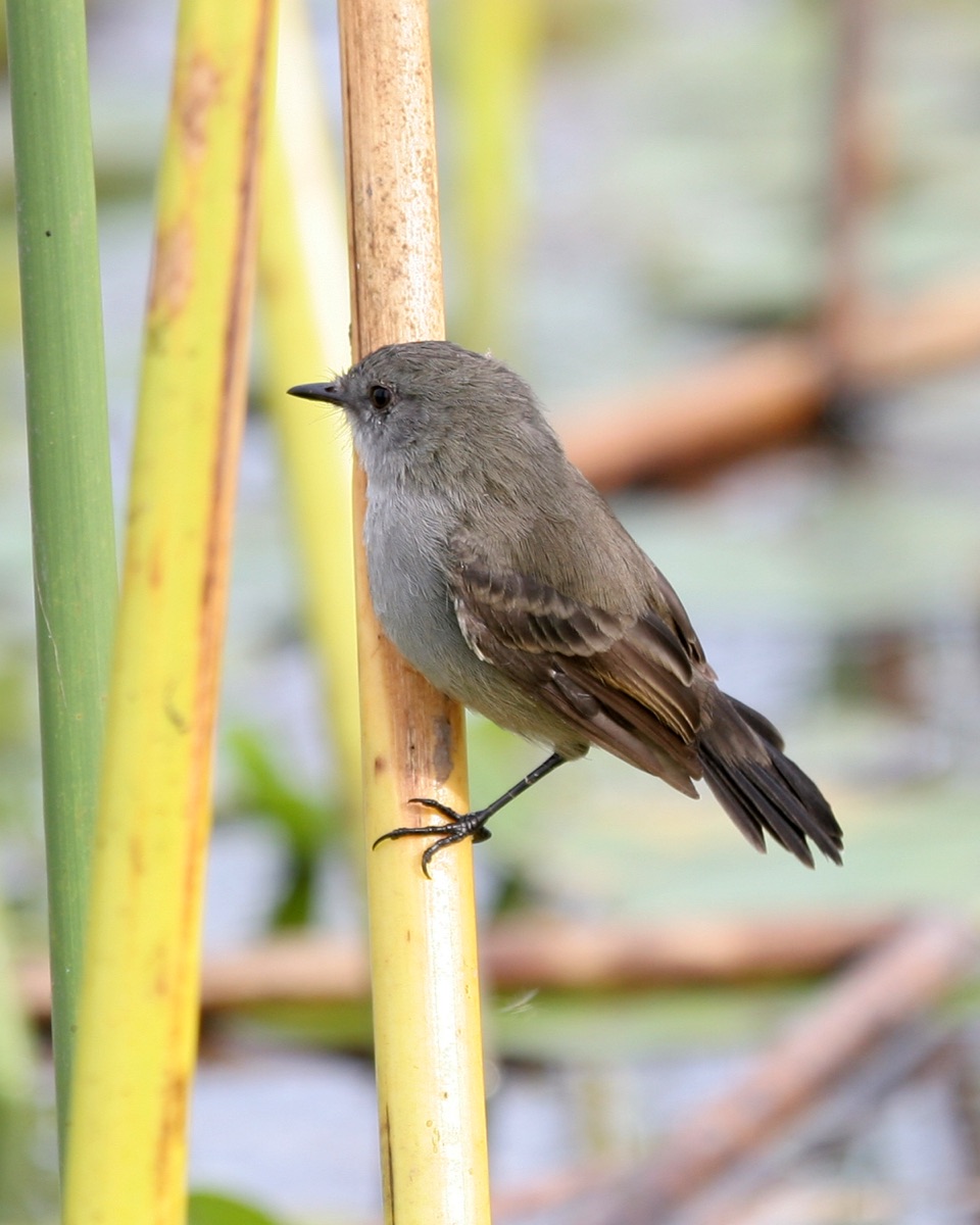 Piojito gris (Serpophaga nigricans)