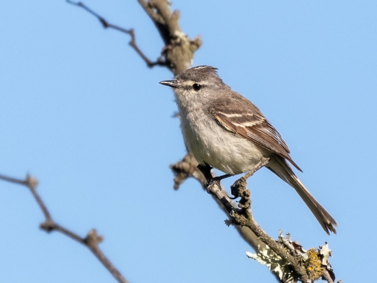 Piojito trinador (Serpophaga griseicapilla)