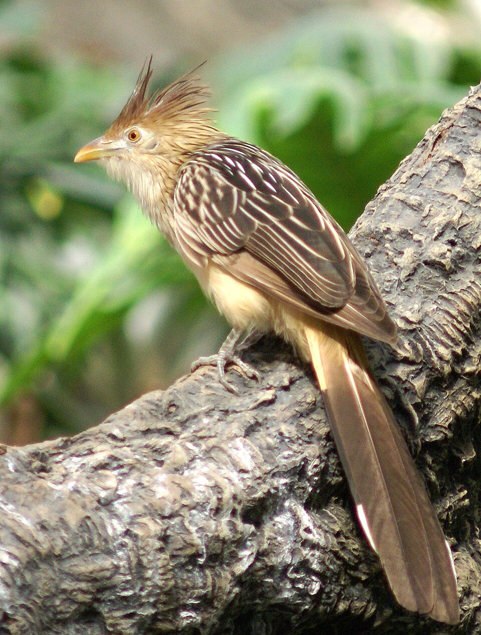 Pirincho (Guira guira)
