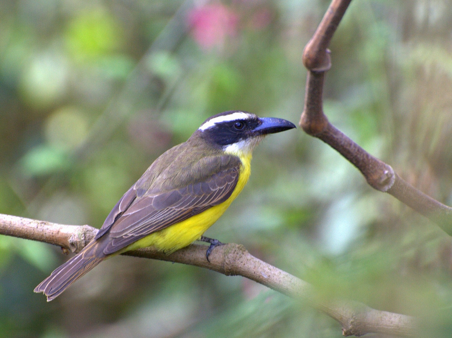 Pitangua (Megarynchus pitangua)