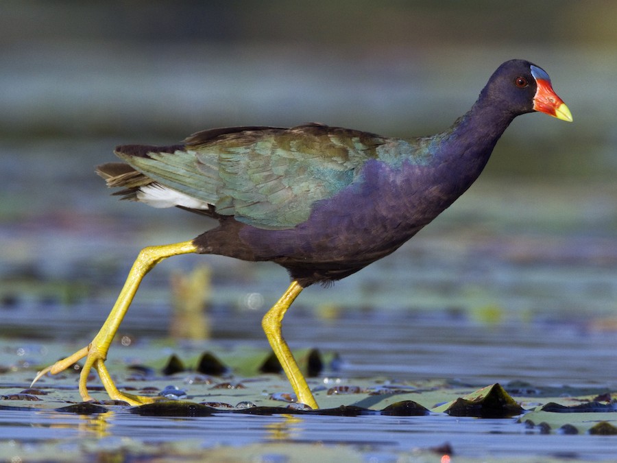 Pollona azul (Porphyrio martinicus)
