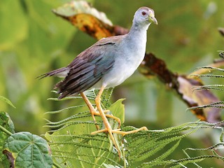 Pollona celeste (Porphyrio flavirostris)