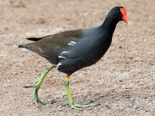 Pollona negra (Gallinula galeata)