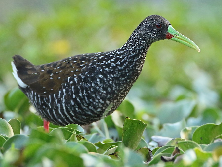 Pollona pintada (Porphyriops melanops)