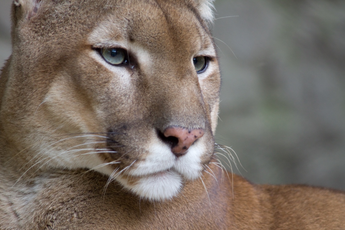 Puma (Puma concolor) en los Esteros del Iberá, foto de Bas Lammers