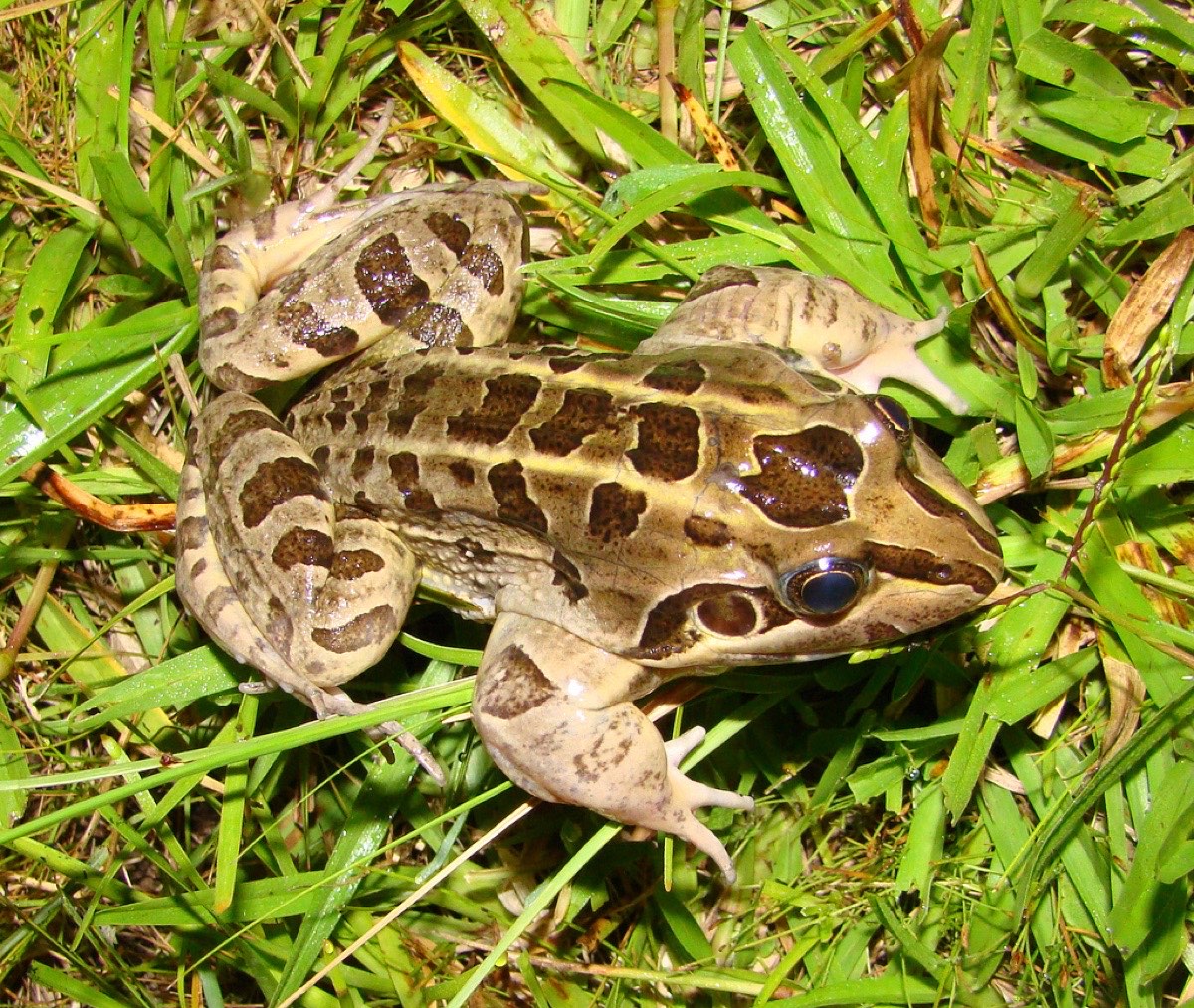 Rana criolla (Leptodactylus luctator)