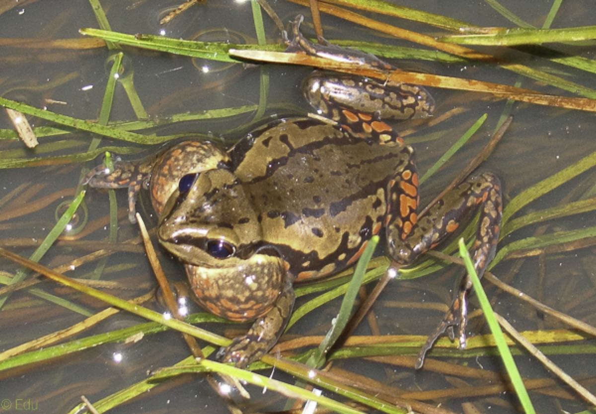 Red-spotted Argentina Frog (Nyctimantis siemersi)