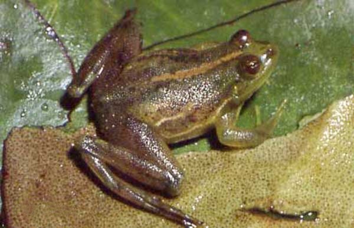 Ranita boyadora enana (Lysapsus limellum)