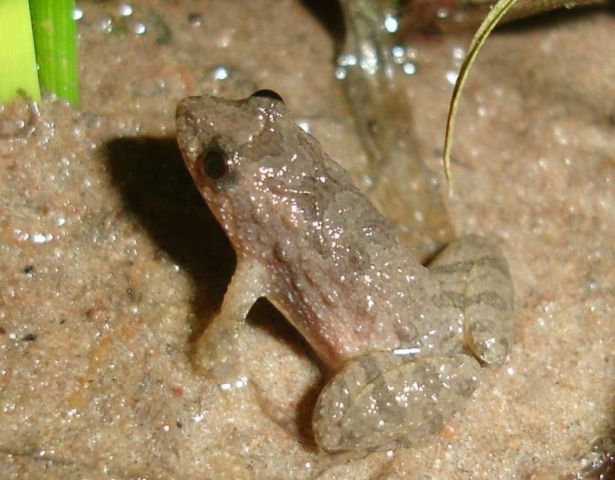 Ranita enana común (Pseudopaludicola falcipes)