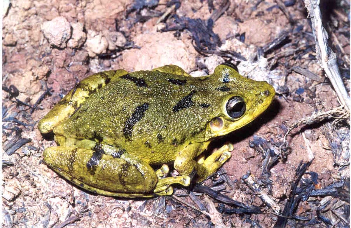 Ranita hocicuda de pintas claras (Scinax fuscovarius)