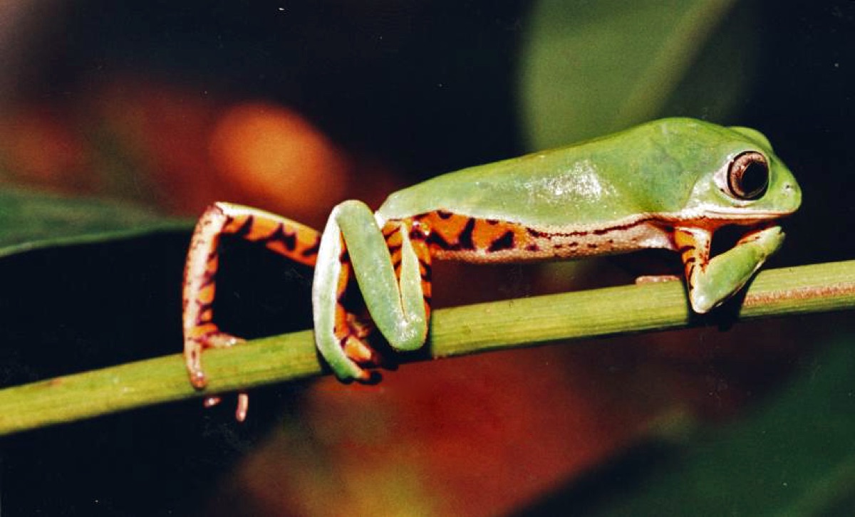 Ranita mono chaqueña (Pithecopus azureus)