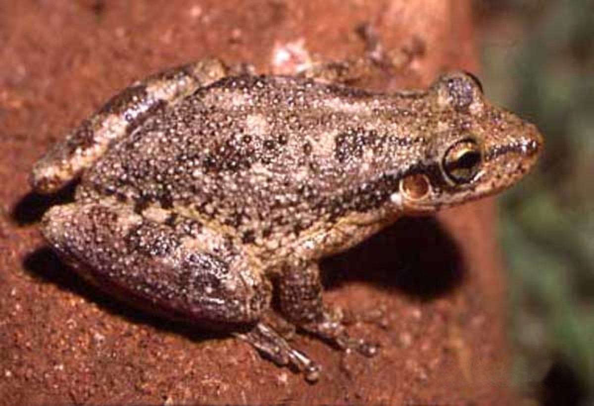 Lesser Snouted Tree Frog (Scinax nasicus)