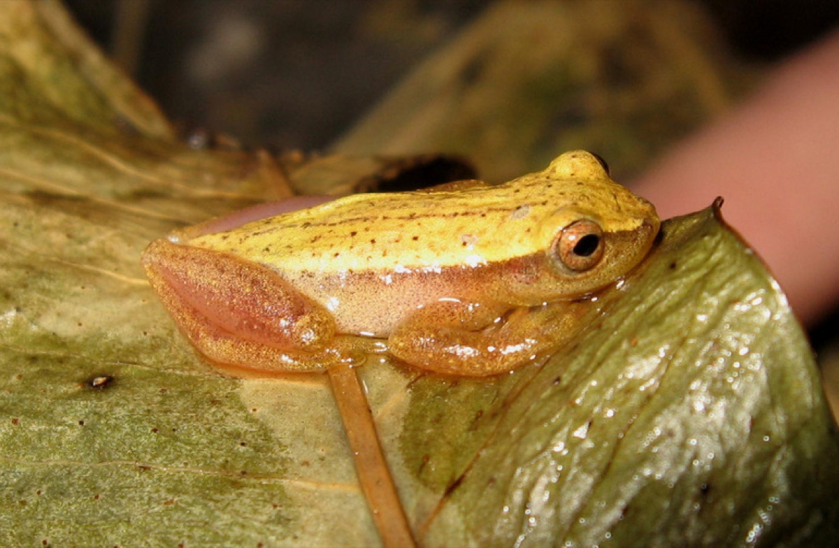 Sanborn's Tree Frog (Dendropsophus sanborni)