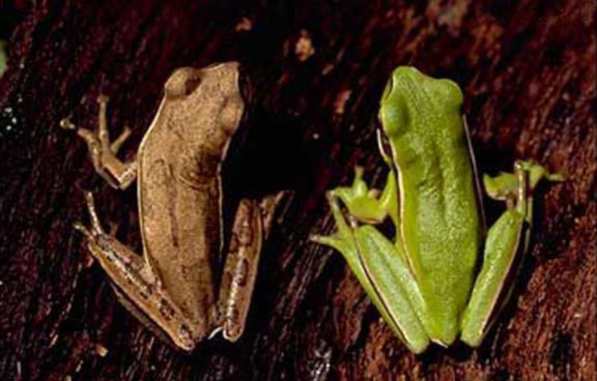 Montevideo Tree Frog (Boana pulchella)