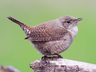 Ratona (Troglodytes musculus)