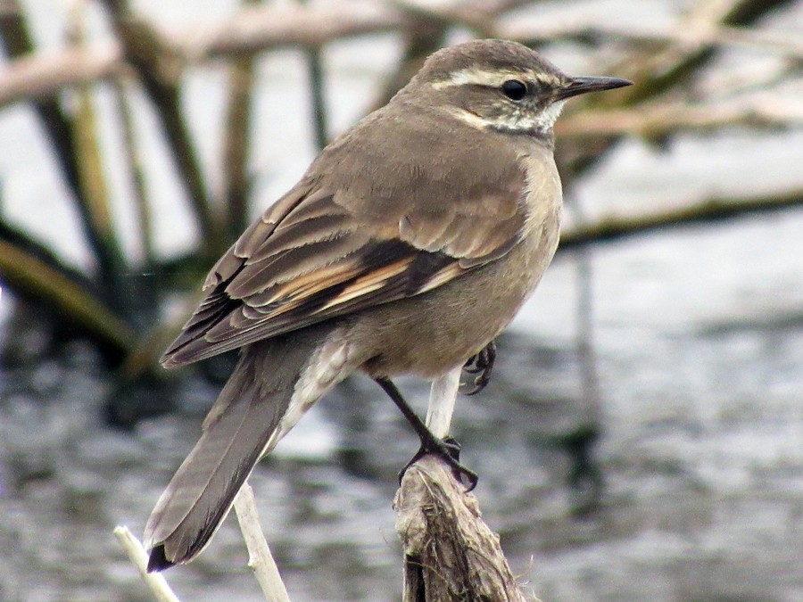 Remolinera parda (Cinclodes fuscus)