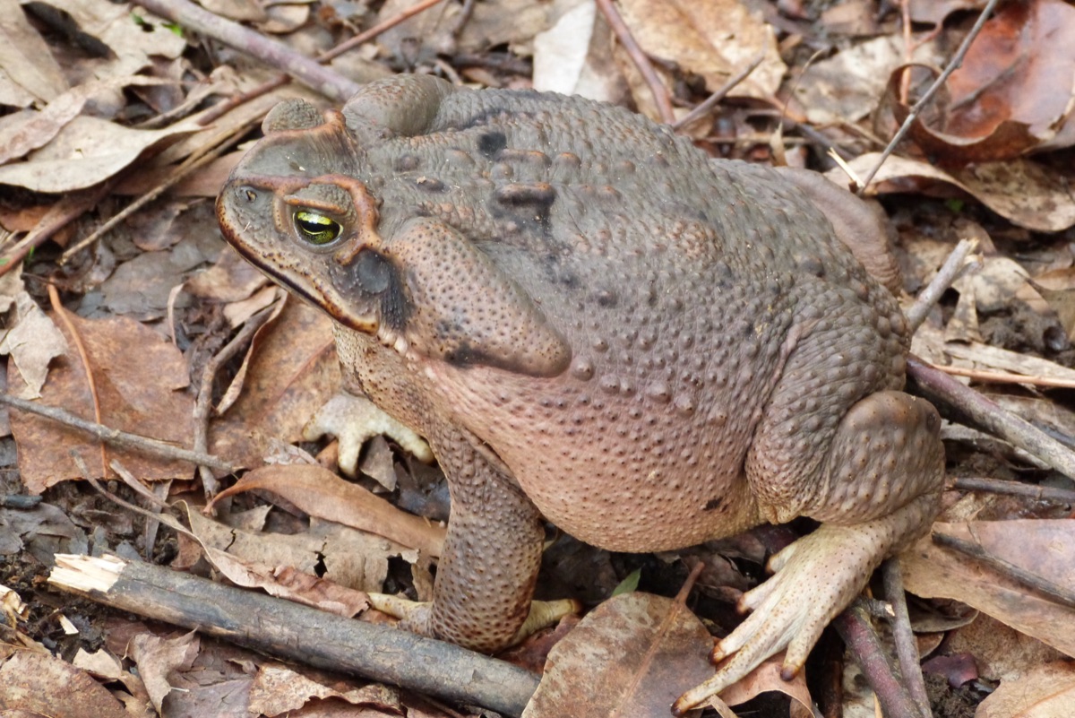 Cururu Toad (Rhinella diptycha)
