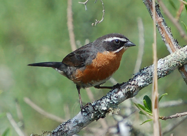 Sietevestidos (Poospiza nigrorufa)