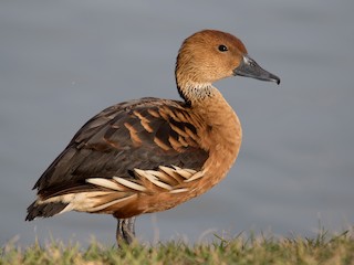Sirirí vientre negro (Dendrocygna autumnalis)