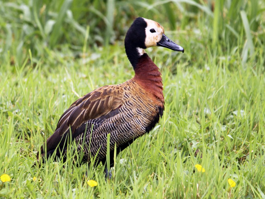 Sirirí pampa (Dendrocygna viduata)