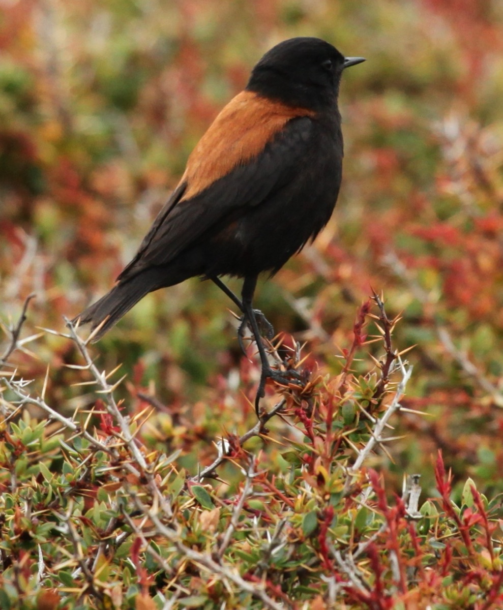 Sobrepuesto común (Lessonia rufa)