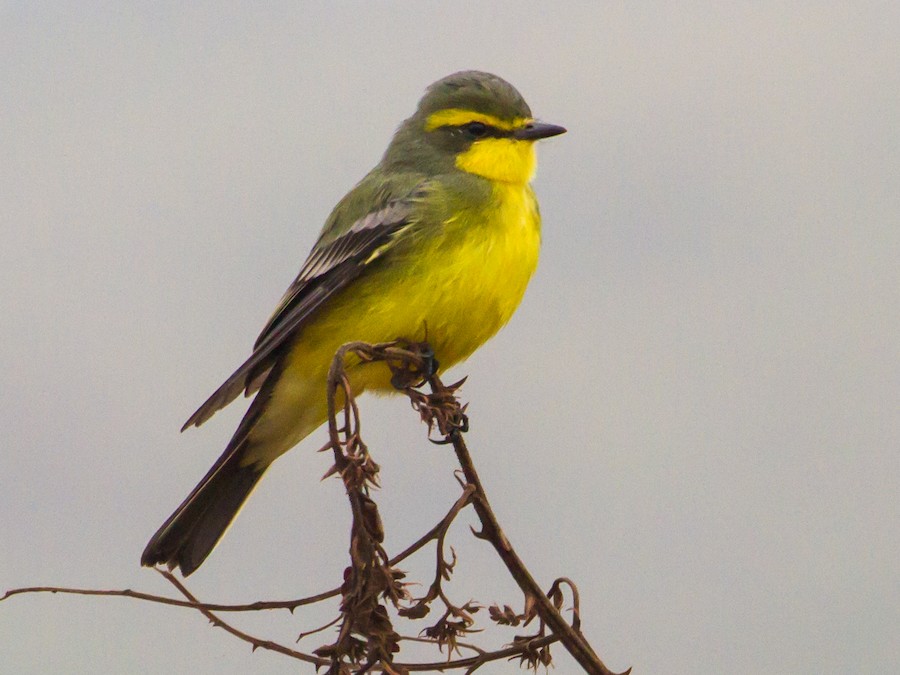 Suirirí amarillo (Satrapa icterophrys)