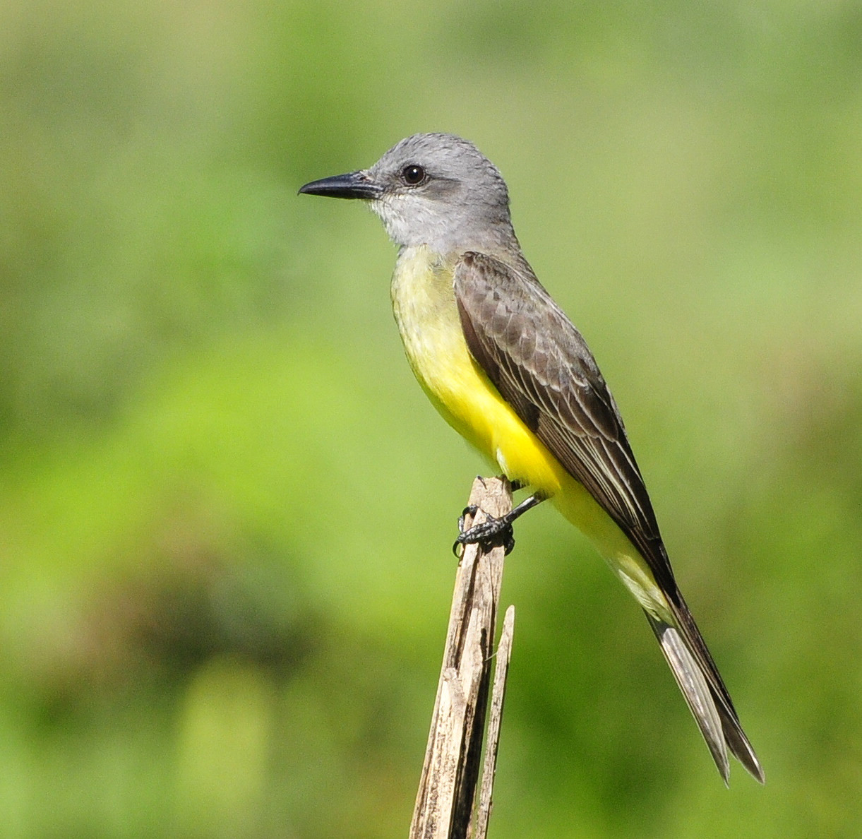 Suirirí real (Tyrannus melancholicus)