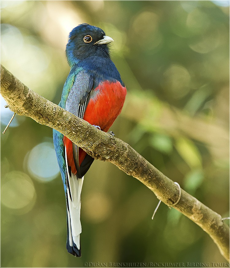 Suruçuá cola blanca (Trogon surrucura)