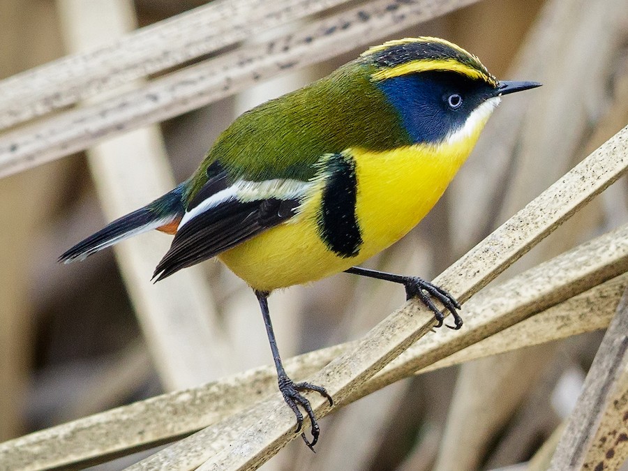 Tachurí sietecolores (Tachuris rubrigastra)