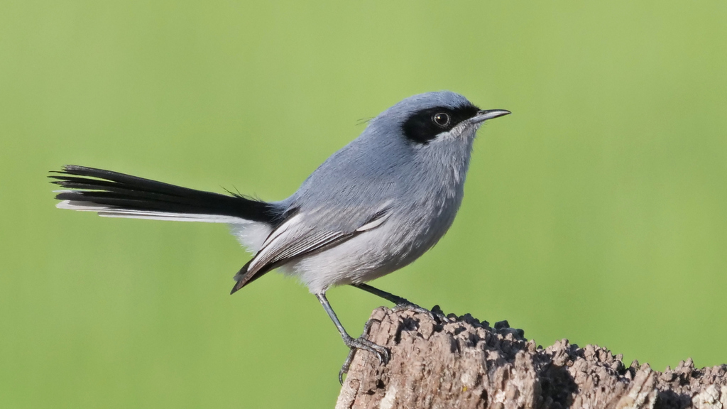 Tacuarita azul (Polioptila dumicola)