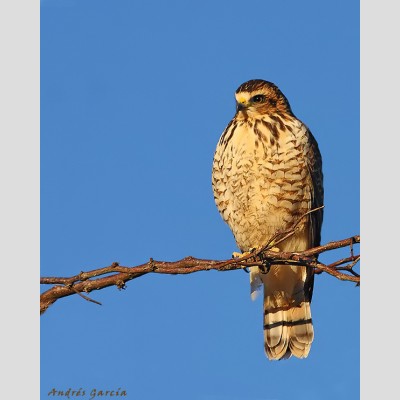 Taguató (Rupornis magnirostris)