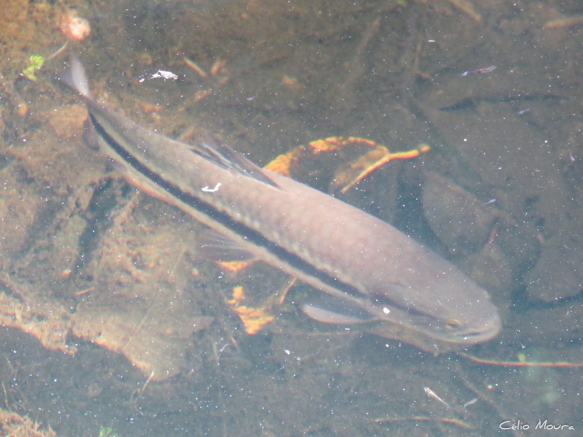 Tararira ñata (Hoplerythrinus unitaeniatus)