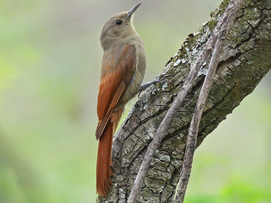 Cortarramas (Phytotoma rutila)