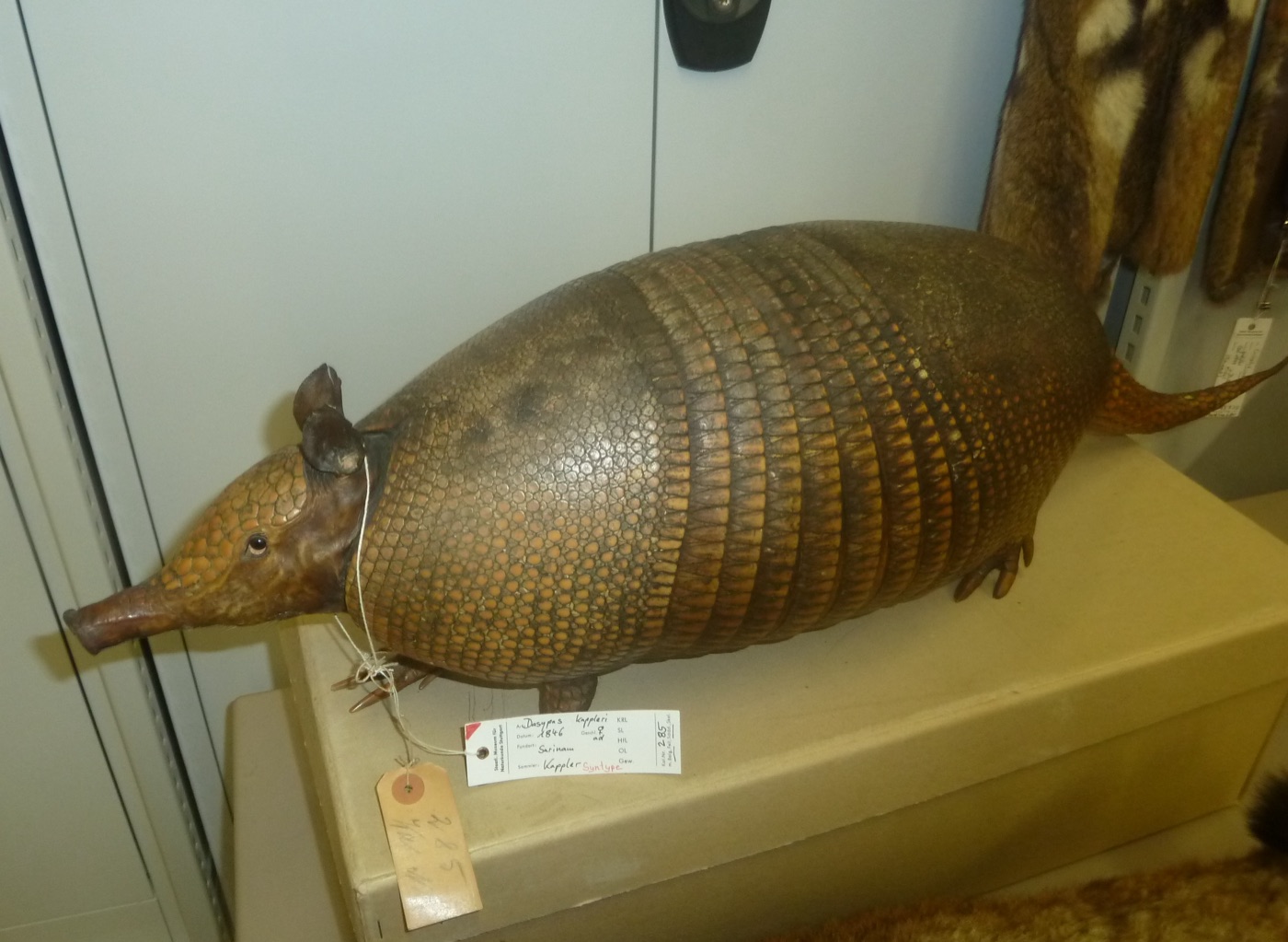 Tatú negro (Dasypus kappleri) en los Esteros del Iberá