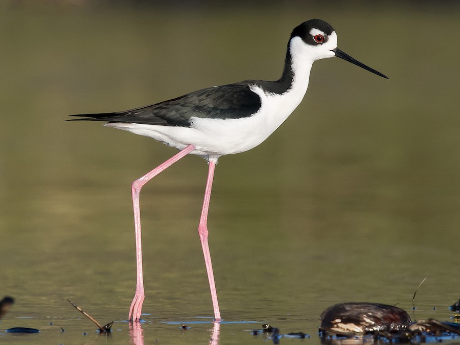 Tero real (Himantopus melanurus)