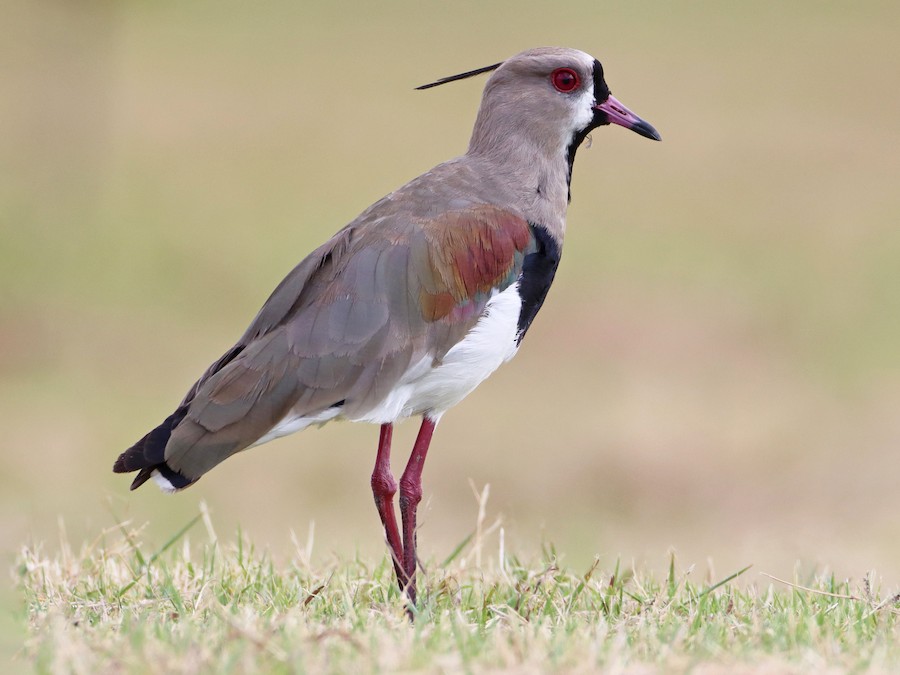 Tero (Vanellus chilensis)