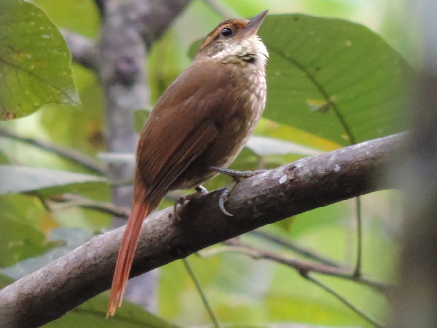 Chinchero chico (Lepidocolaptes angustirostris)