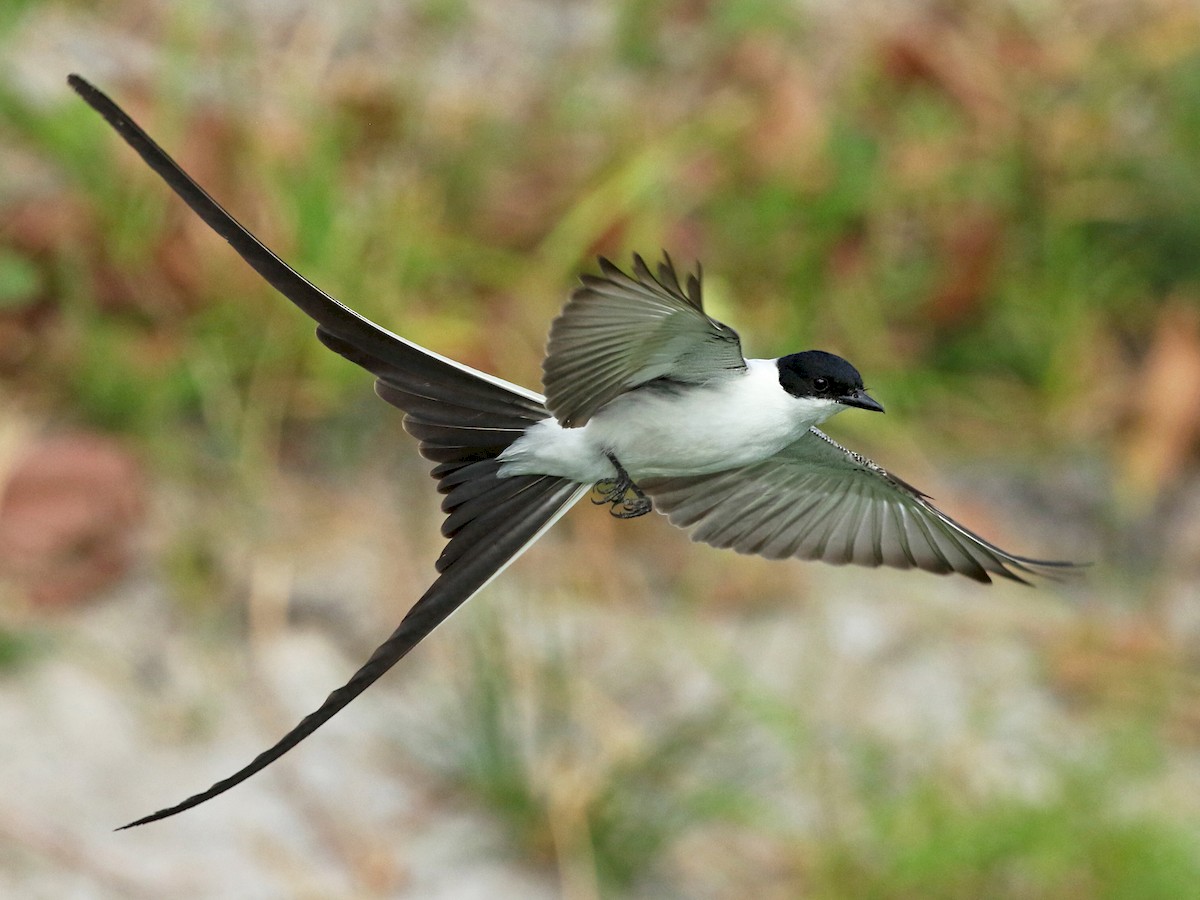 Tijereta (Tyrannus savana)