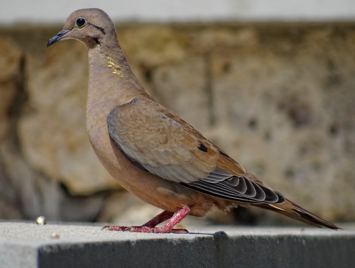 Torcaza (Zenaida auriculata)