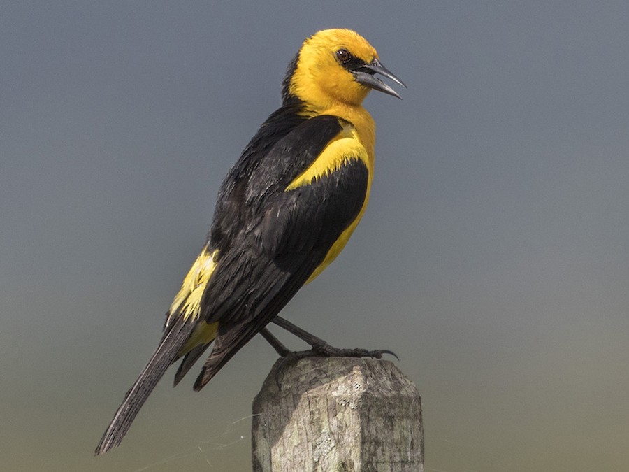 Tordo amarillo en los Esteros del Iberá