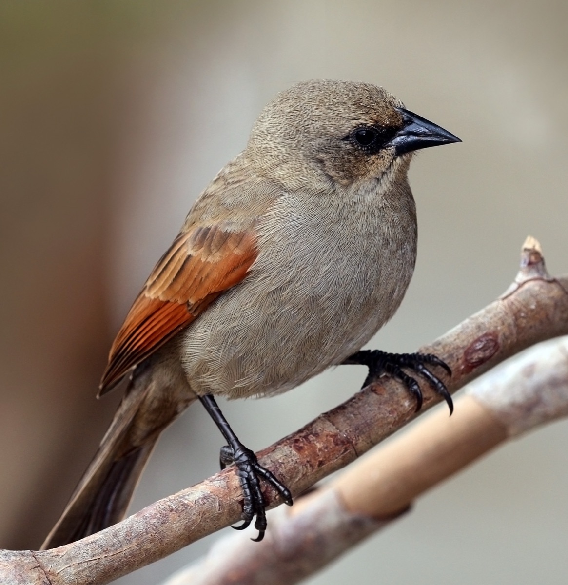 Tordo músico (Agelaioides badius)