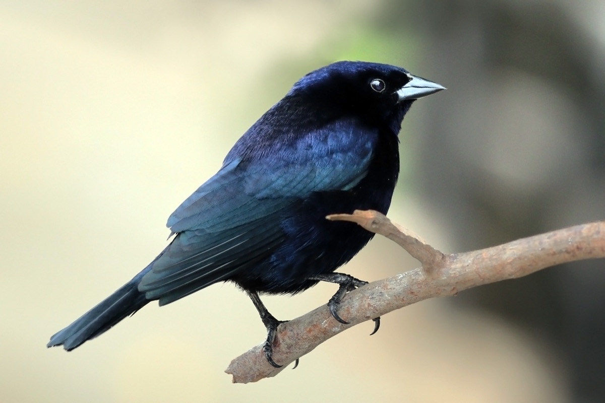 Tordo renegrido (Molothrus bonariensis)