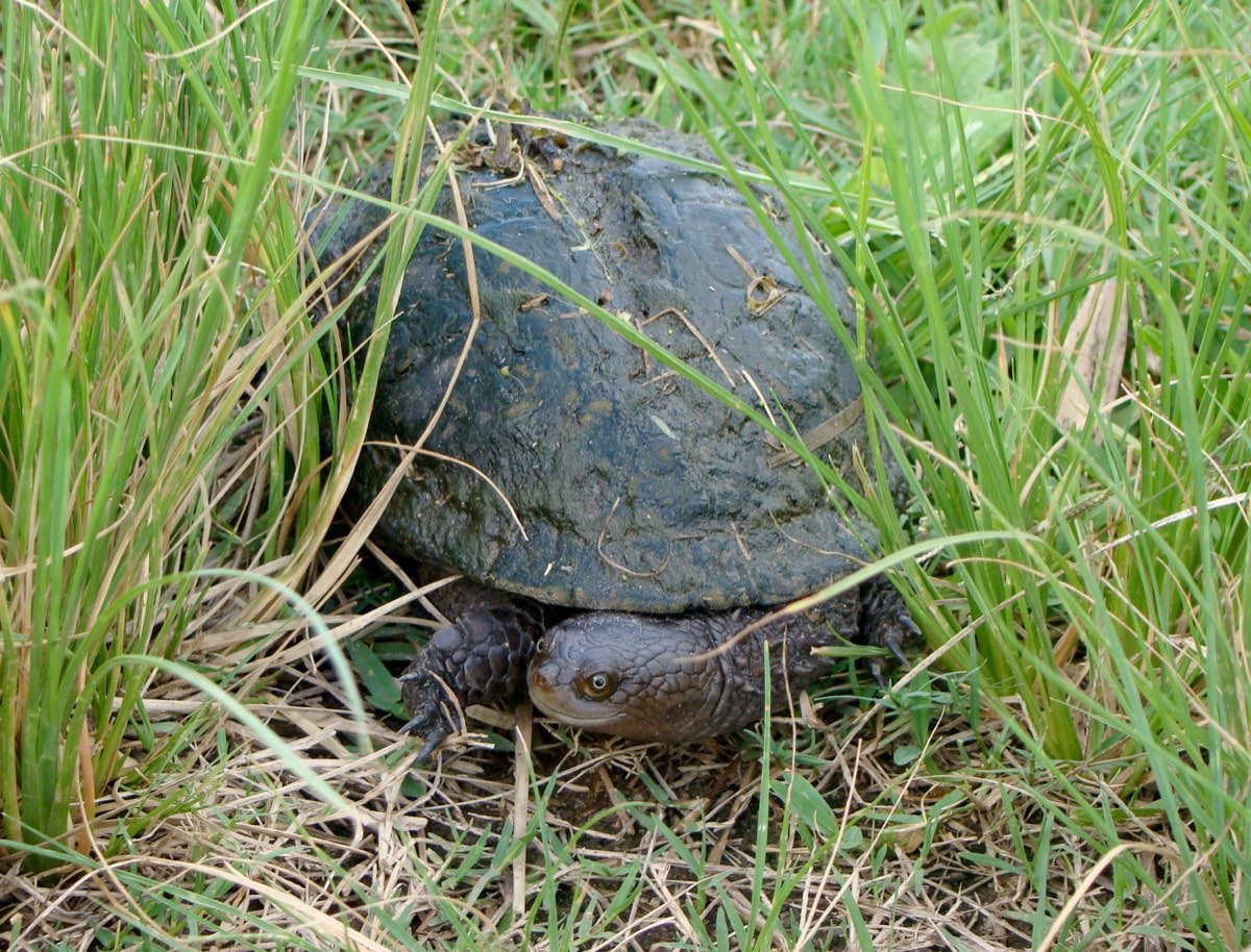 Tortuga canaleta (Acanthochelys spixii)