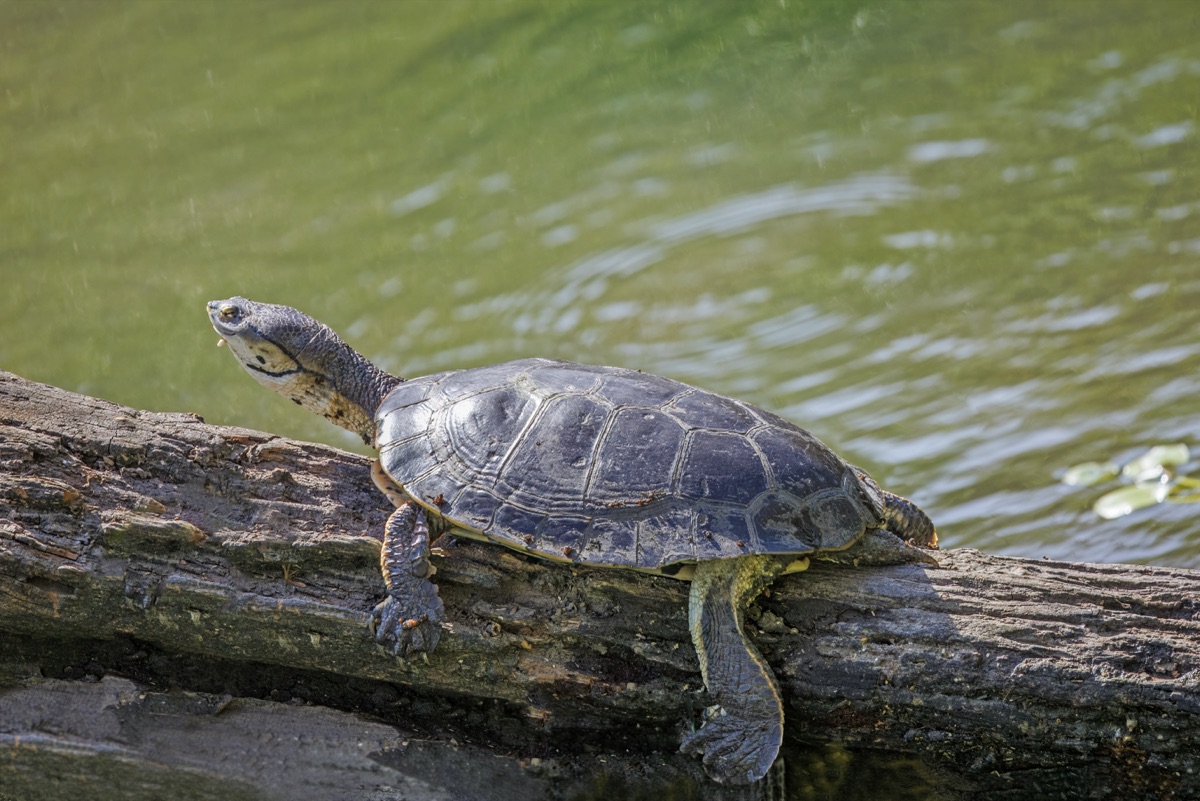 Side-necked turtle (Phrynops hilarii)